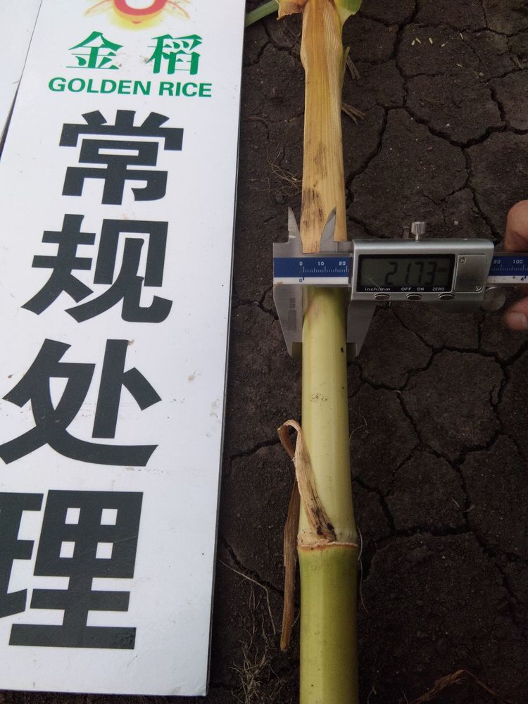 黑龍江雙鴨山市與佳木斯市的超聲波玉米、水稻種植田調(diào)查